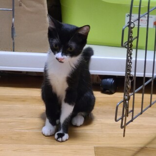 白黒ハチワレ × 神奈川県が募集対象 × 子猫 × English accepted