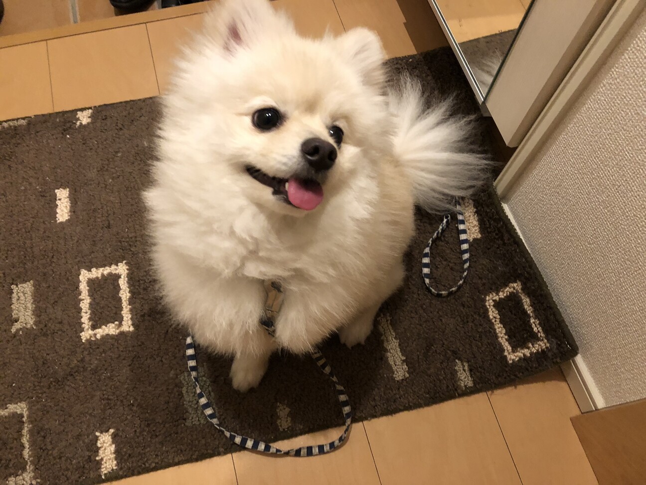 ポメラニアン⚠️プロフ確認必須！ページ ポメラニアン⚠️プロフ確認必須！様専用ページ - メルカリ