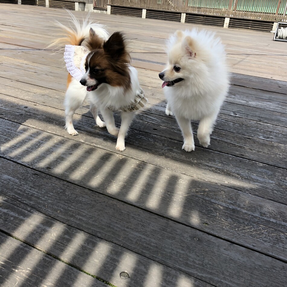 小太郎のカバー写真