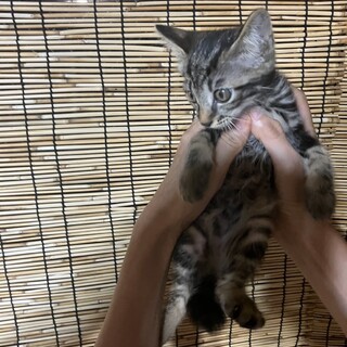 黒クラシックタビー模様キジ一カ月半坊や