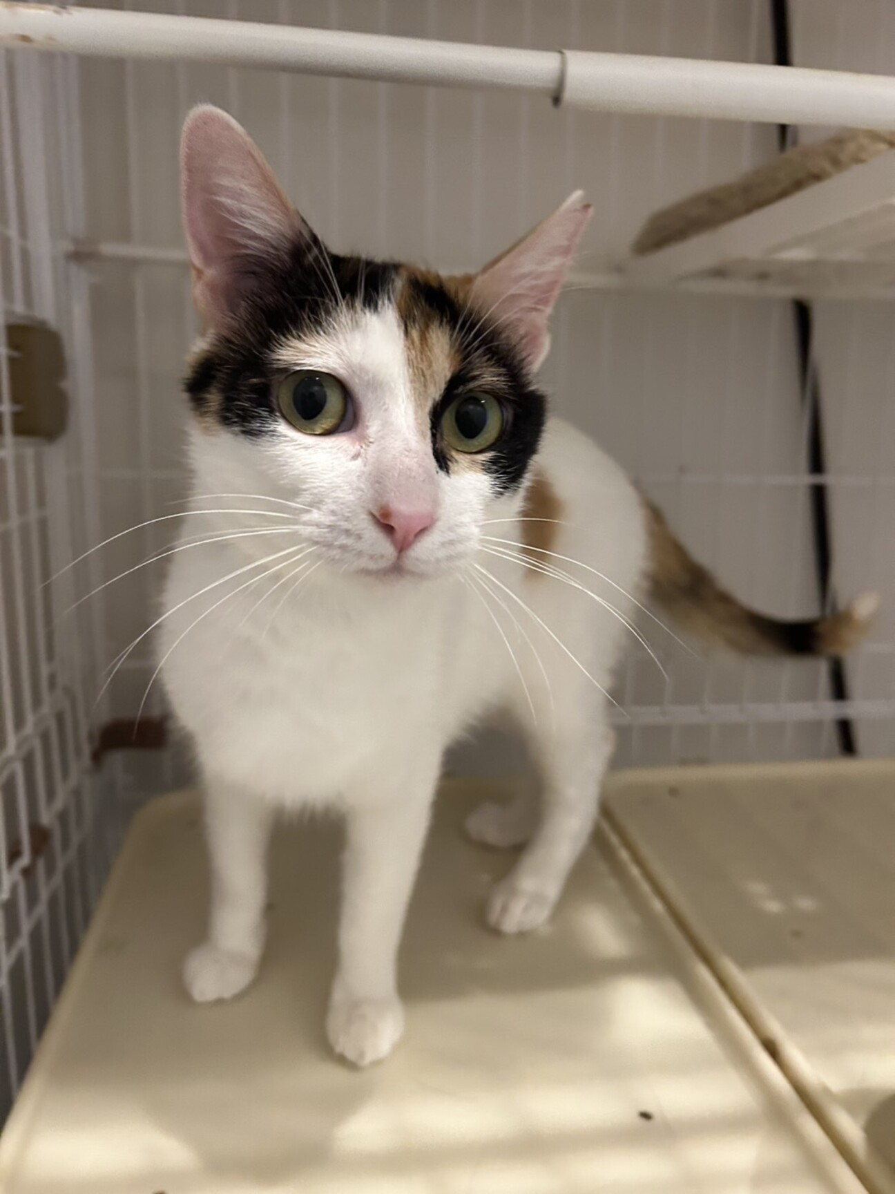 美人三毛猫みぃちゃん」大阪府 - 猫の里親募集(524161) :: ペットの