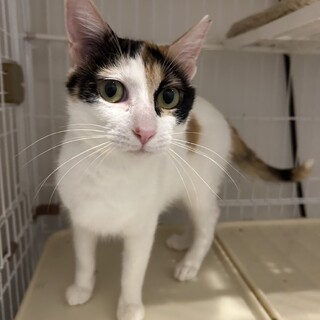 美人三毛猫みぃちゃん