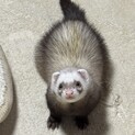 マウンテンビューフェレットのふくです。