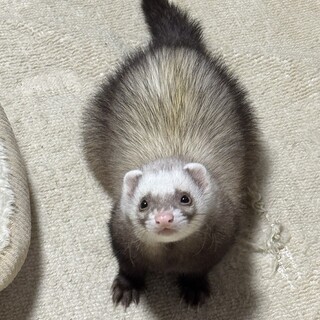 マウンテンビューフェレットのふくです。