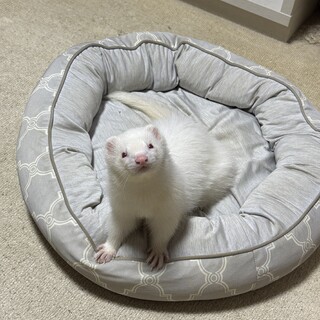 ファーファームアンゴラフェレットのろんです。