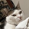 悪い顔だ