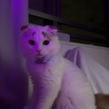 スコティッシュフォールドくん♡