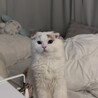 スコティッシュフォールドくん♡ サムネイル3