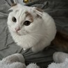 スコティッシュフォールドくん♡ サムネイル4