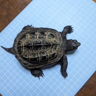 ミドリガメ1匹 里親募集