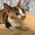 トライアル決定！甘えん坊さん♡三毛猫　マチコちゃん