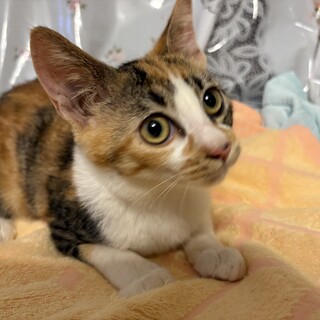 トライアル決定！甘えん坊さん♡三毛猫　マチコちゃん