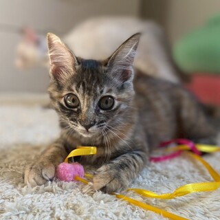 キラキラお目めのふわもこサビ猫《このは》ちゃん