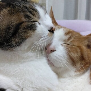 【シニア猫】【2匹】決まらなかったら保健所へ