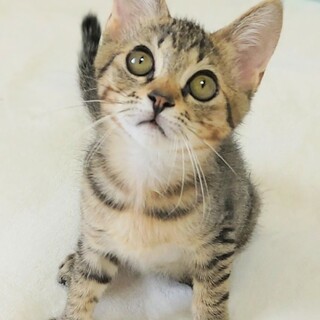 ありがとうございました　里親さん決まりました