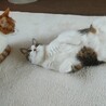 【シニア猫】【2匹】決まらなかったら保健所へ サムネイル2