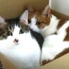 【シニア猫】【2匹】決まらなかったら保健所へ サムネイル3