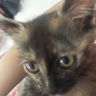 【急募】4ヶ月サビ柄子猫