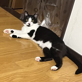 かわいい元気いっぱいハチワレちゃん！