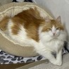 がるむ