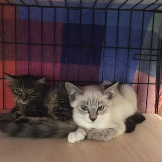 綺麗なシャムミックスの男の子