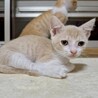クリーム色のお顔が可愛いみるくちゃん サムネイル3