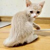 クリーム色のお顔が可愛いみるくちゃん サムネイル4