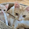 クリーム色のお顔が可愛いみるくちゃん サムネイル5