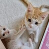 クリーム色のお顔が可愛いみるくちゃん サムネイル6