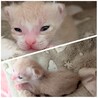 クリーム色のお顔が可愛いみるくちゃん サムネイル7