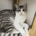 イケニャンのエクレアくん