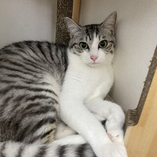 イケニャンのエクレアくん