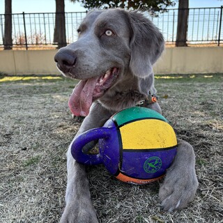 ワイマラナー2歳の男の子です