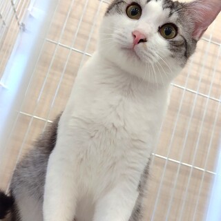 優しいお顔のアンニンくん