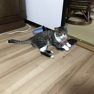 人懐っこさ抜群！　推定1歳の男の子　まる君