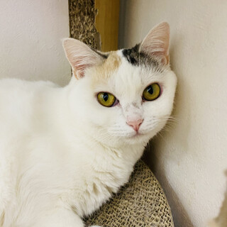 パステルミケのあんみつちゃん