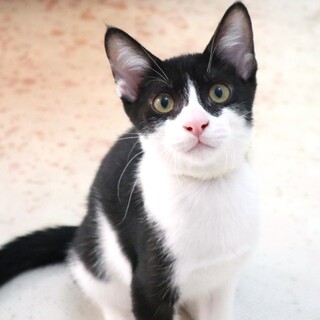 やんちゃな男の子！タタンくん！