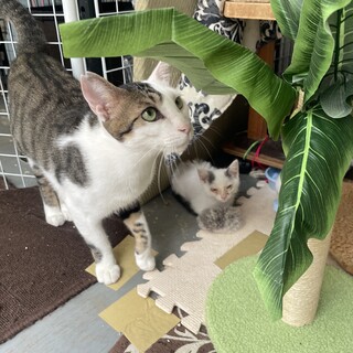 シロたん♀とお兄ちゃん2歳♂
