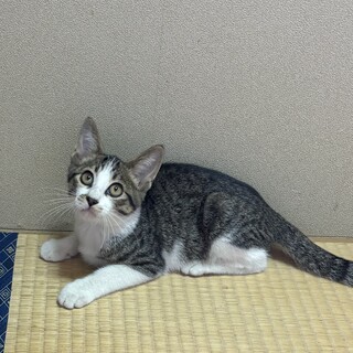 オス猫キキ　白血病　里親募集中　先住猫いない方