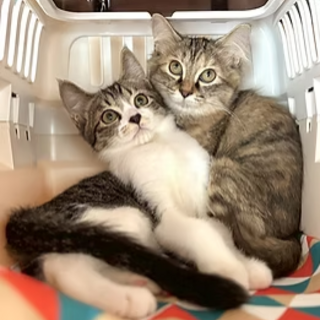 【12/7三田】とても愛らしい甘えん坊仲良し兄妹