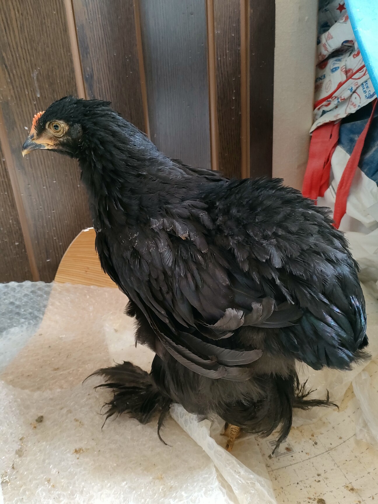 現在交渉中のため停止中」神奈川県 - 鳥の里親募集(524187) 1枚目の 