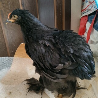 現在交渉中のため停止中