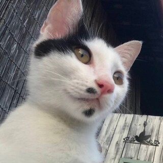 ほくろが可愛い白黒子猫ちゃん