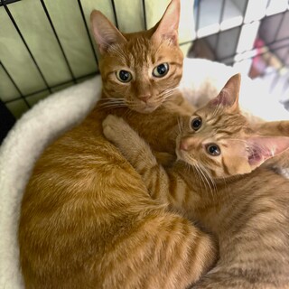 【9/7浜松町】可愛すぎる茶トラ親子♡甘えん坊