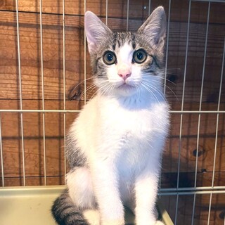 美形の子猫ちゃん