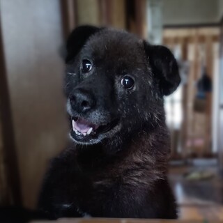 ありがとうございました。譲渡完了