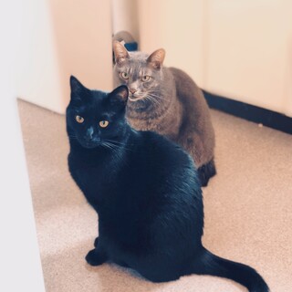 【交渉中】仲良し2匹のオス猫 グレーと黒猫
