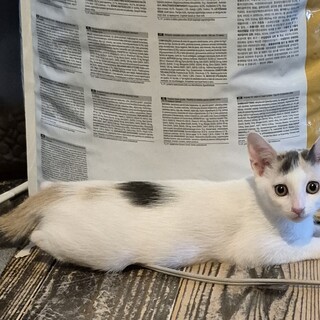 へそ天寝三毛猫女の子チーちゃん3ヶ月