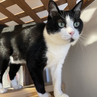 撫でられるのが大好きなハチワレのヤマト君