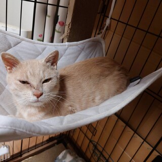 エイズキャリアだけど元気な茶トラの女の子です